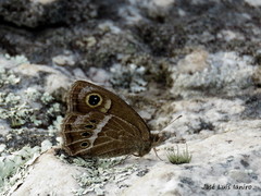 Pampasatyrus gyrtone