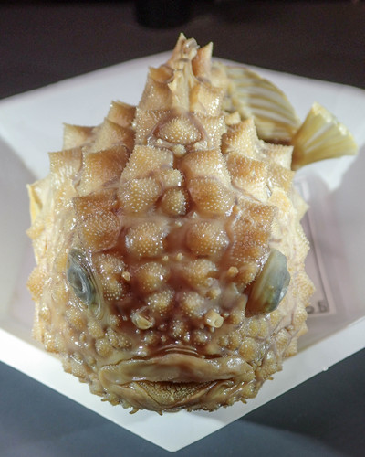 Atlantic Spiny Lumpsucker