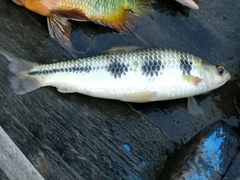 Schizodon