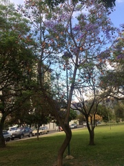 Jacaranda mimosifolia