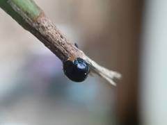 Exochomus laeviusculus