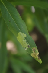 Aulagromyza tridentata