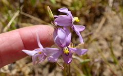 Cyanella orchidiformis