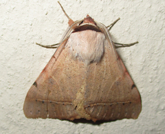 Hypopyra africana