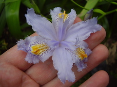 Iris confusa