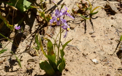 Cyanella orchidiformis