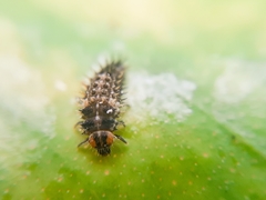 Exochomus laeviusculus