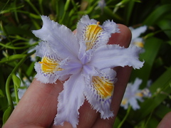 Iris confusa