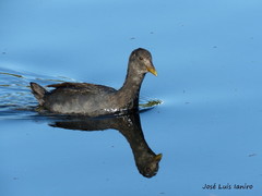 Fulica armillata