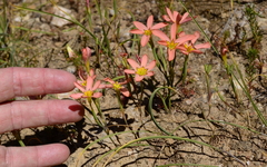 Moraea vallisbelli