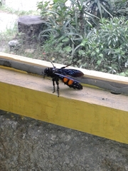 Pygodasis ephippium ephippium