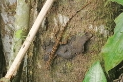 Anolis peraccae