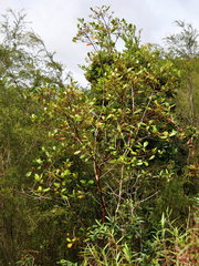 Tristaniopsis obovata