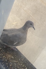 Streptopelia senegalensis