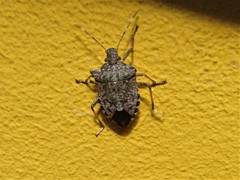 Halyomorpha halys