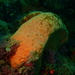 Orange Wall Sponge - Photo (c) Peter Southwood, some rights reserved (CC BY-SA), uploaded by Peter Southwood