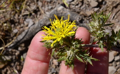 Berkheya pinnatifida pinnatifida