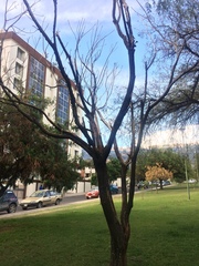 Jacaranda mimosifolia