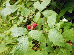 Rubus idaeus strigosus