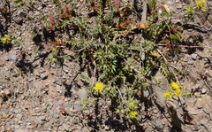 Berkheya pinnatifida pinnatifida