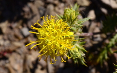 Berkheya pinnatifida pinnatifida