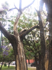 Jacaranda mimosifolia