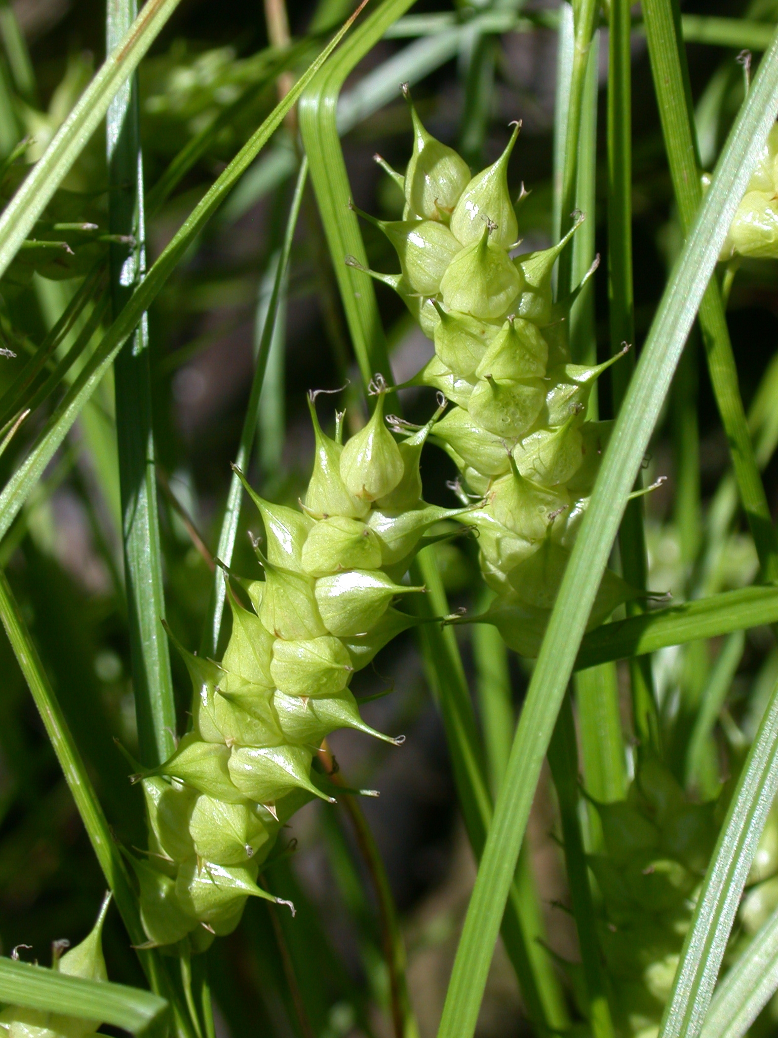 Carex tuckermanii