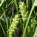 Tuckerman's Sedge - Photo (c) Michael John Oldham, some rights reserved (CC BY-NC), uploaded by Michael John Oldham