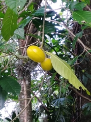 Tabernaemontana litoralis