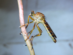 Dicranus jaliscoensis