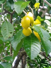 Tabernaemontana litoralis