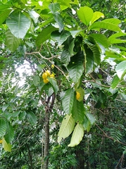 Tabernaemontana litoralis