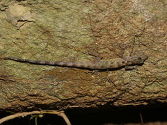 Cnemaspis narathiwatensis