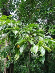 Tabernaemontana litoralis