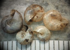Glyphyalinia praecox