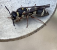 Parancistrocerus minimoferus