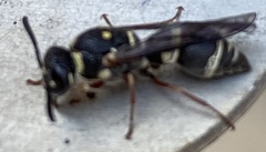 Parancistrocerus minimoferus