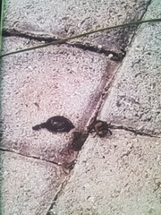 Coleoptera