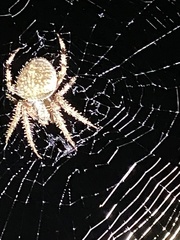 Eriophora edax