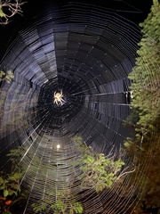Eriophora edax