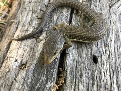 Elgaria coerulea palmeri