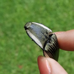 Chalcolepidius lafargi