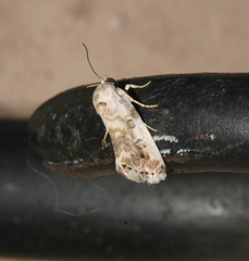 Acontia insocia