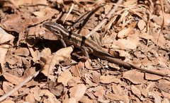 Liolaemus schroederi