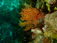 Ascidia incrassata