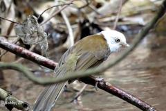 Collared Babbler photo 2