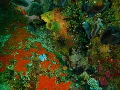 Ascidia incrassata
