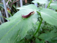 Helicorthomorpha