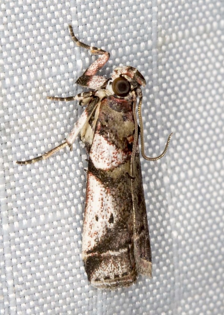 Rhodophaea