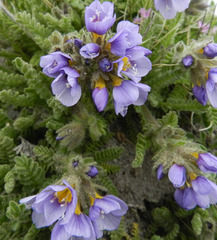 Polemonium elegans